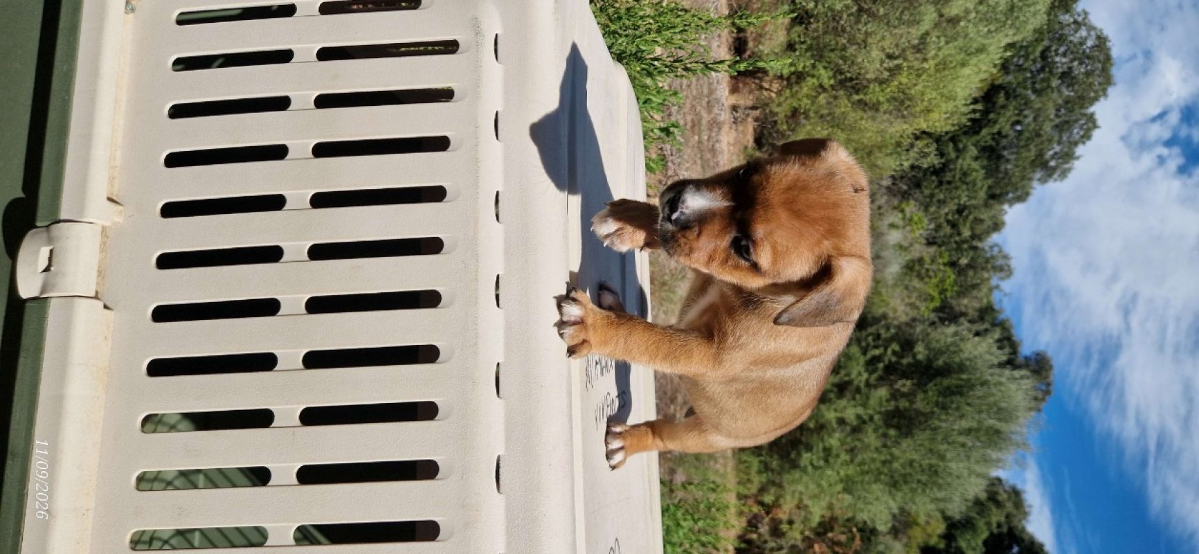 Ken - Chien à adopter - photo 3