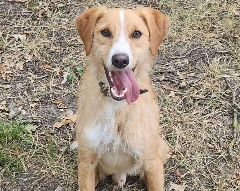 Charly - Chien Lévrier Afghan à adopter