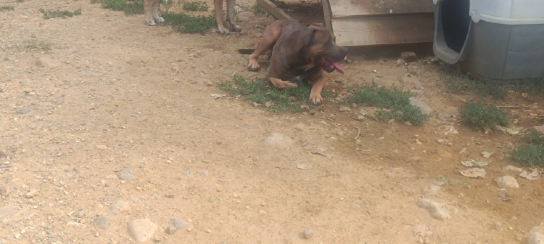 Vlade - Chien à adopter