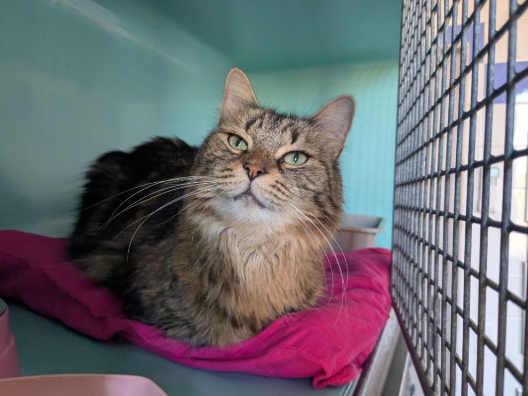 Lila - Chat Européen à adopter
