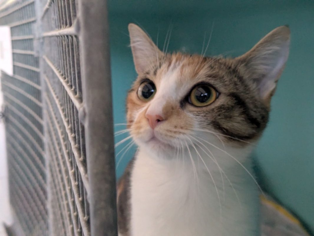 Nala - Chat Européen à adopter