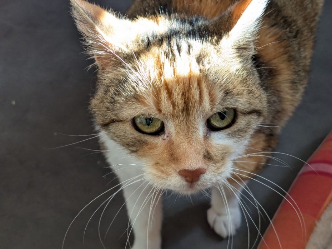 Rookine - Chat Européen à adopter