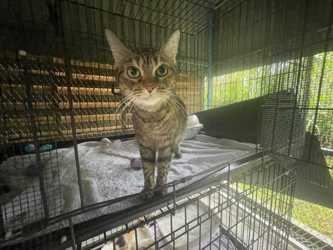 Plume - Chat Européen à adopter