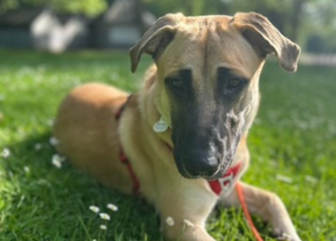 Loki - Chien Berger Belge Malinois à adopter