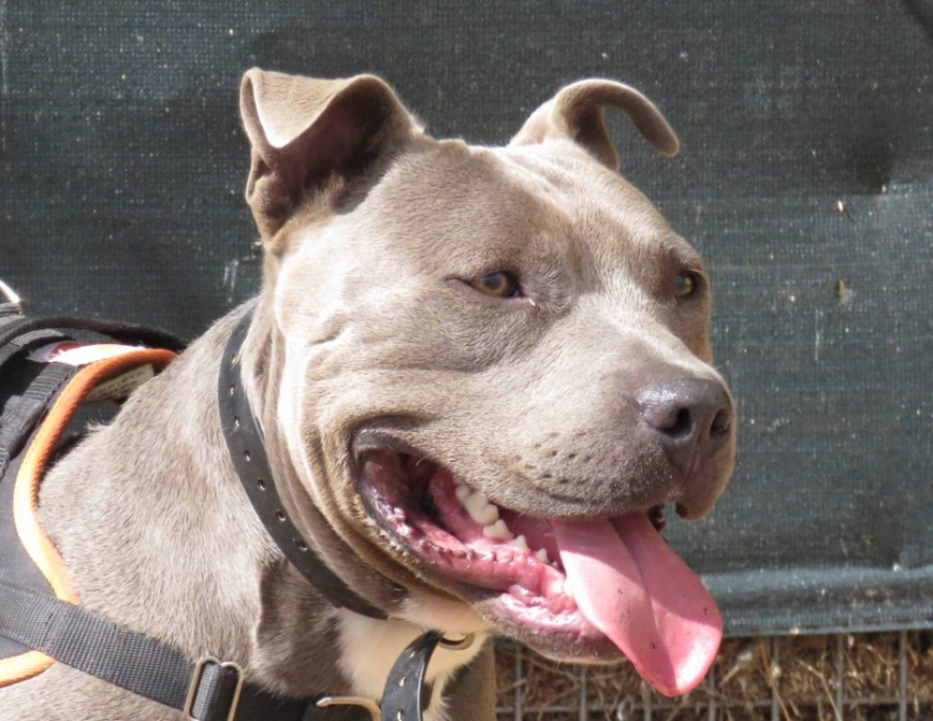 Bing - Chien à adopter