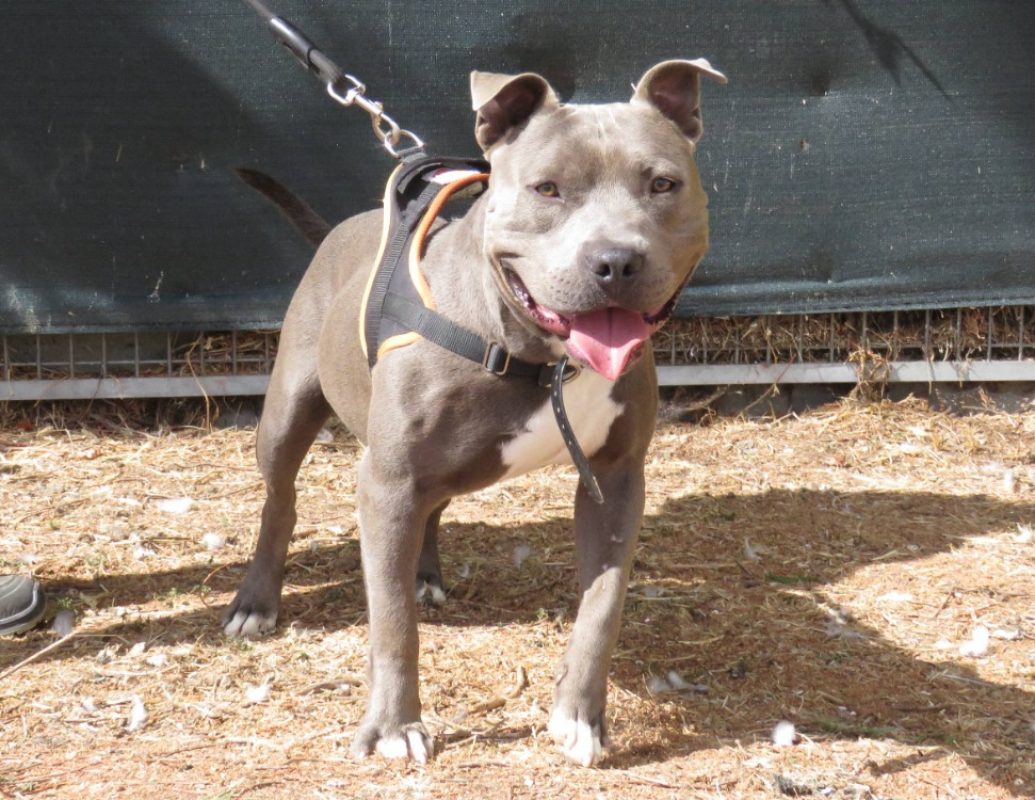 Bing - Chien à adopter - photo 2