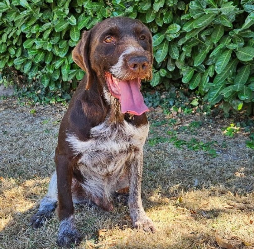 Michoco - Chien Briquet Griffon Vendéen à adopter