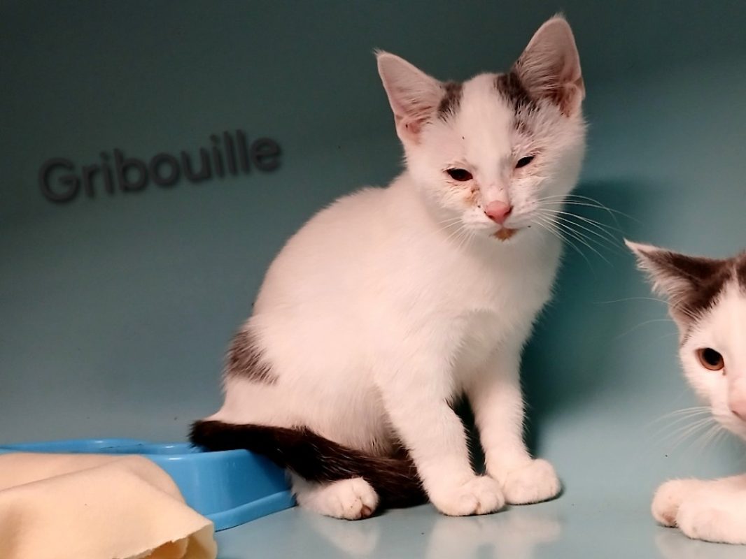Gribouille - Chat Européen à adopter