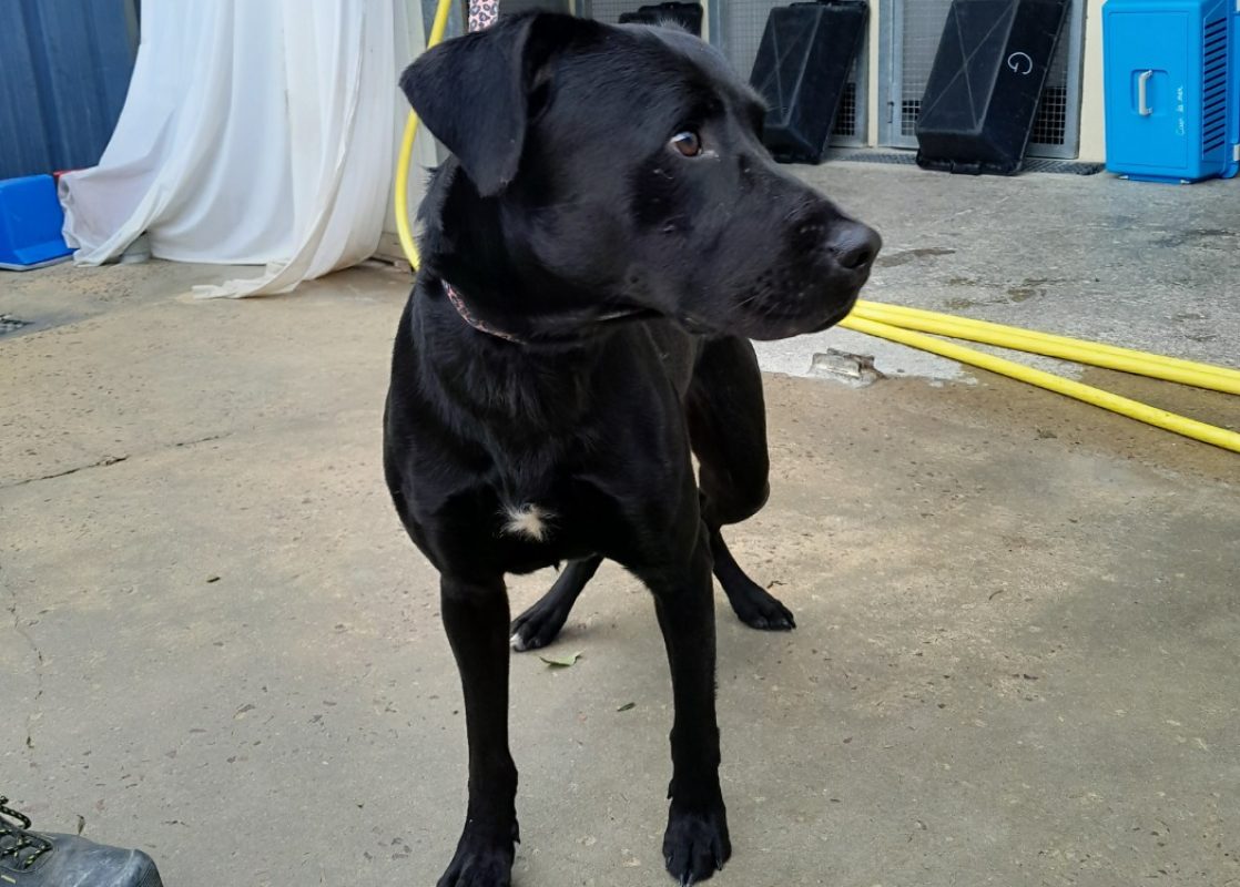 Billy - Chien à adopter