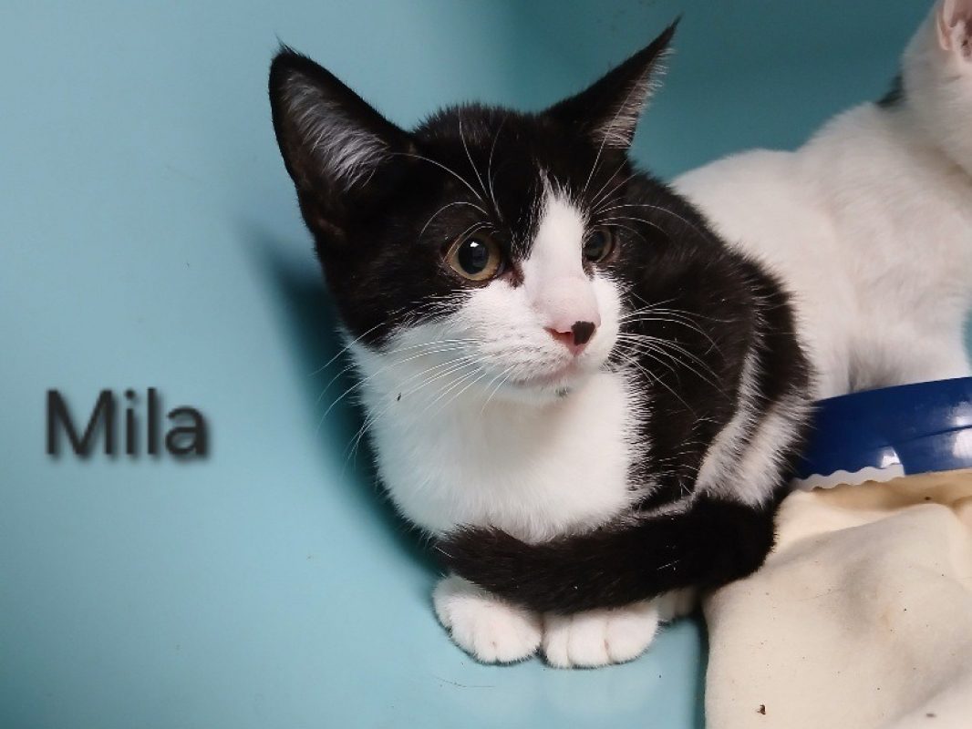 Mila - Chat Européen à adopter
