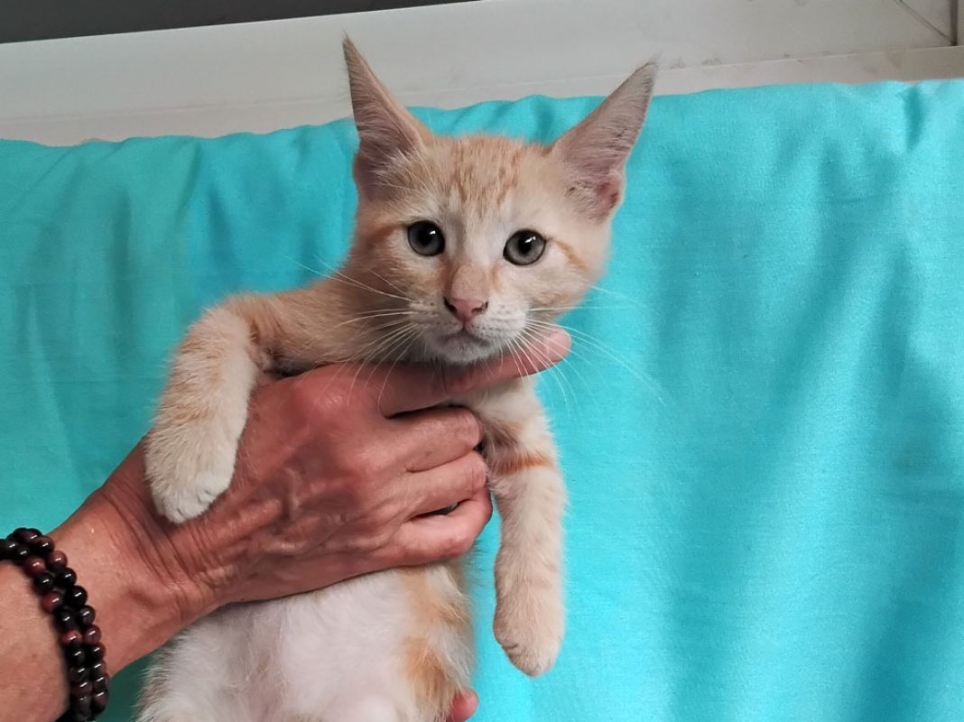 Betterave - Chat Européen à adopter
