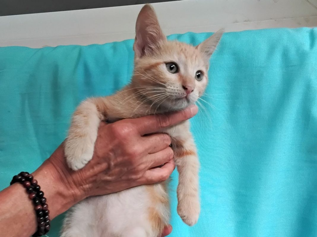 Betterave - Chat Européen à adopter - photo 2