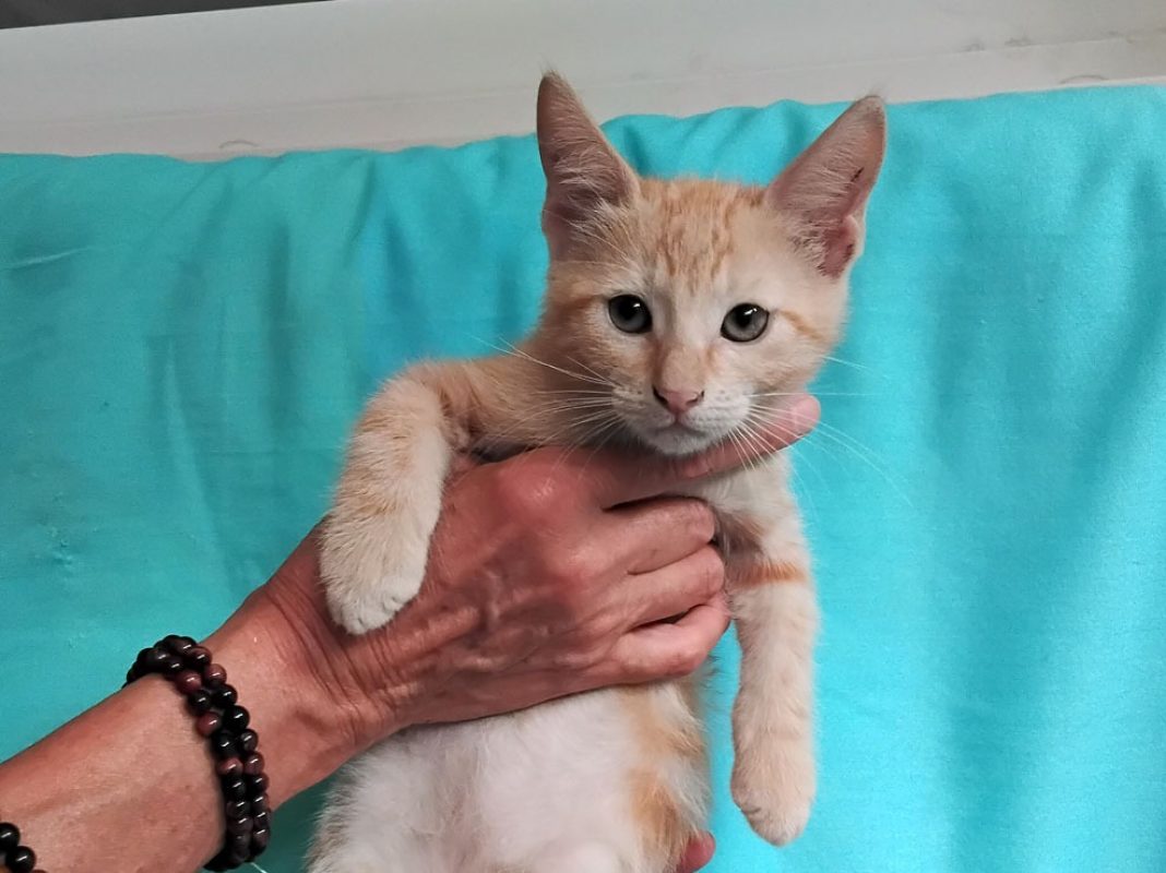 Betterave - Chat Européen à adopter - photo 3