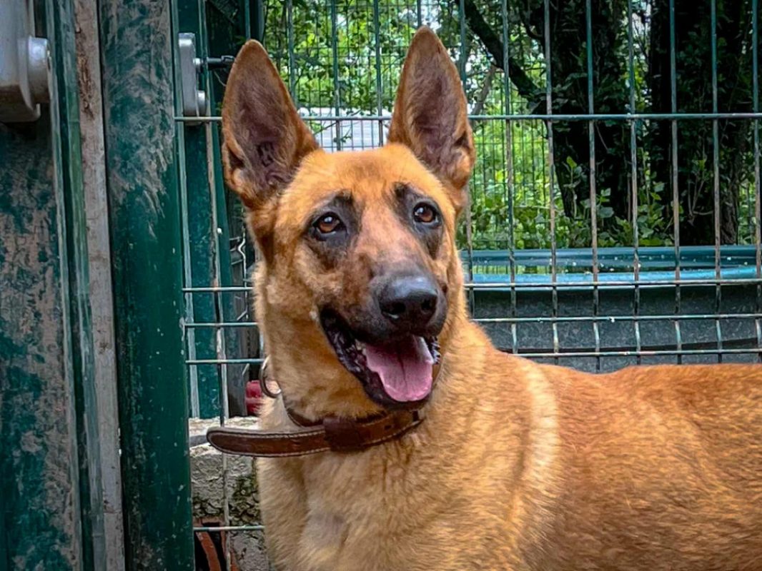 Théos - Chien Berger Belge Malinois à adopter
