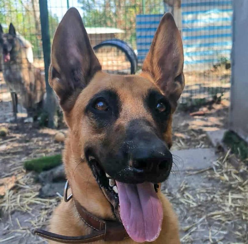 Théos - Chien Berger Belge Malinois à adopter - photo 2
