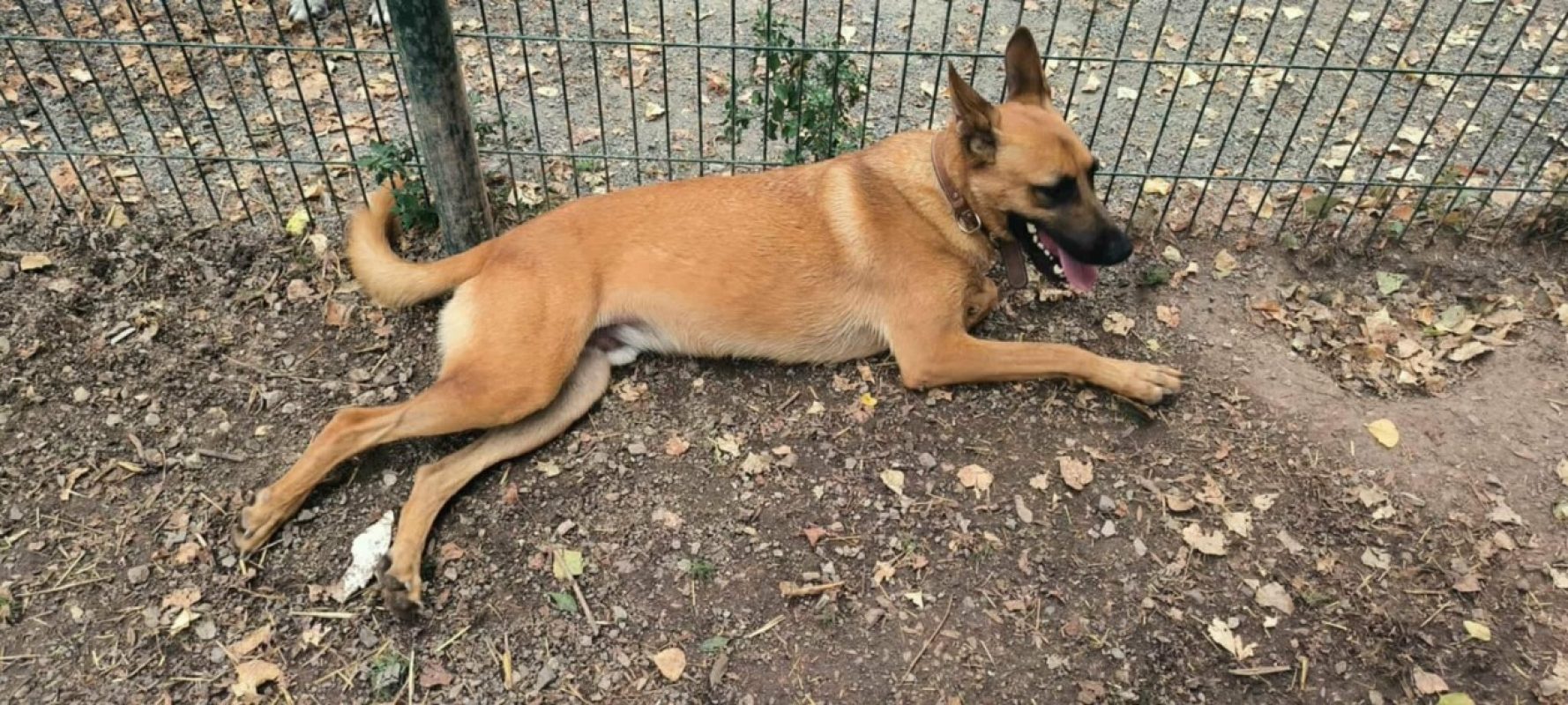 Théos - Chien Berger Belge Malinois à adopter - photo 3