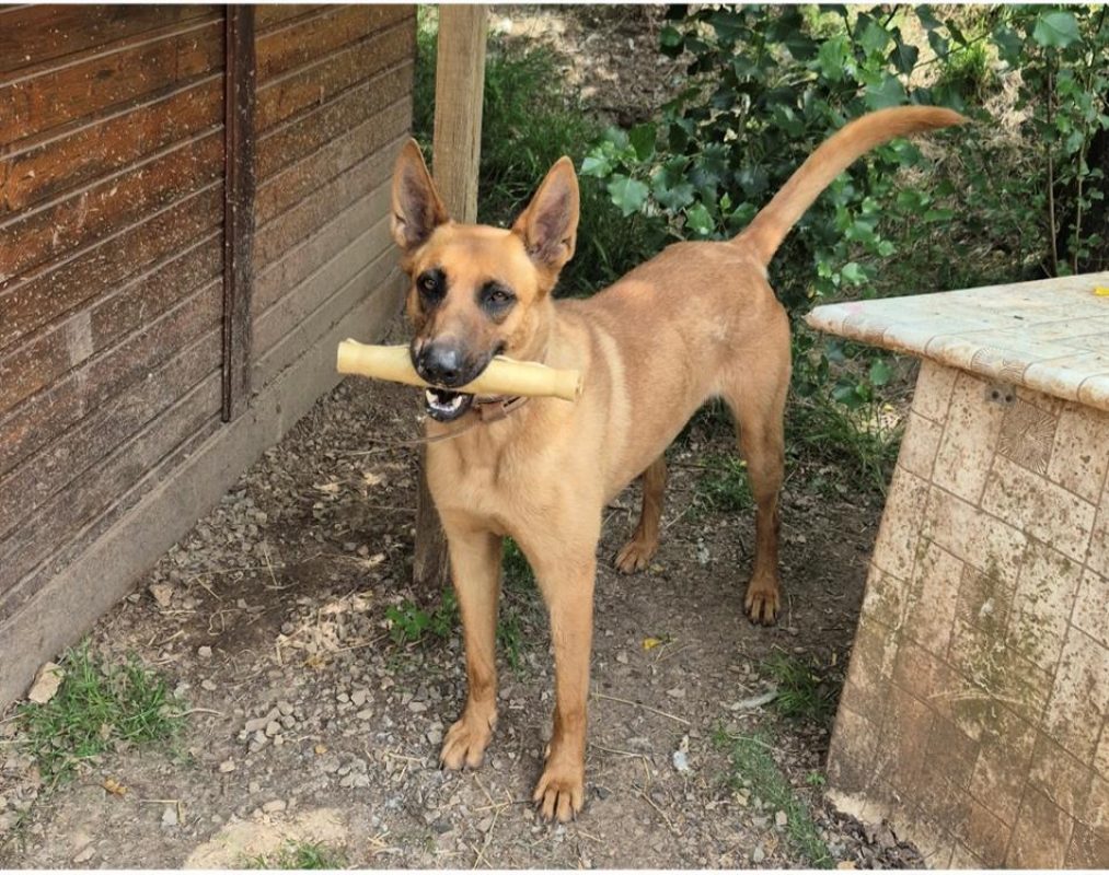 Théos - Chien Berger Belge Malinois à adopter - photo 4
