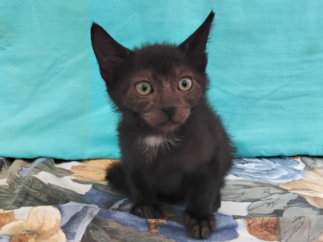 Bédouze - Chat Européen à adopter