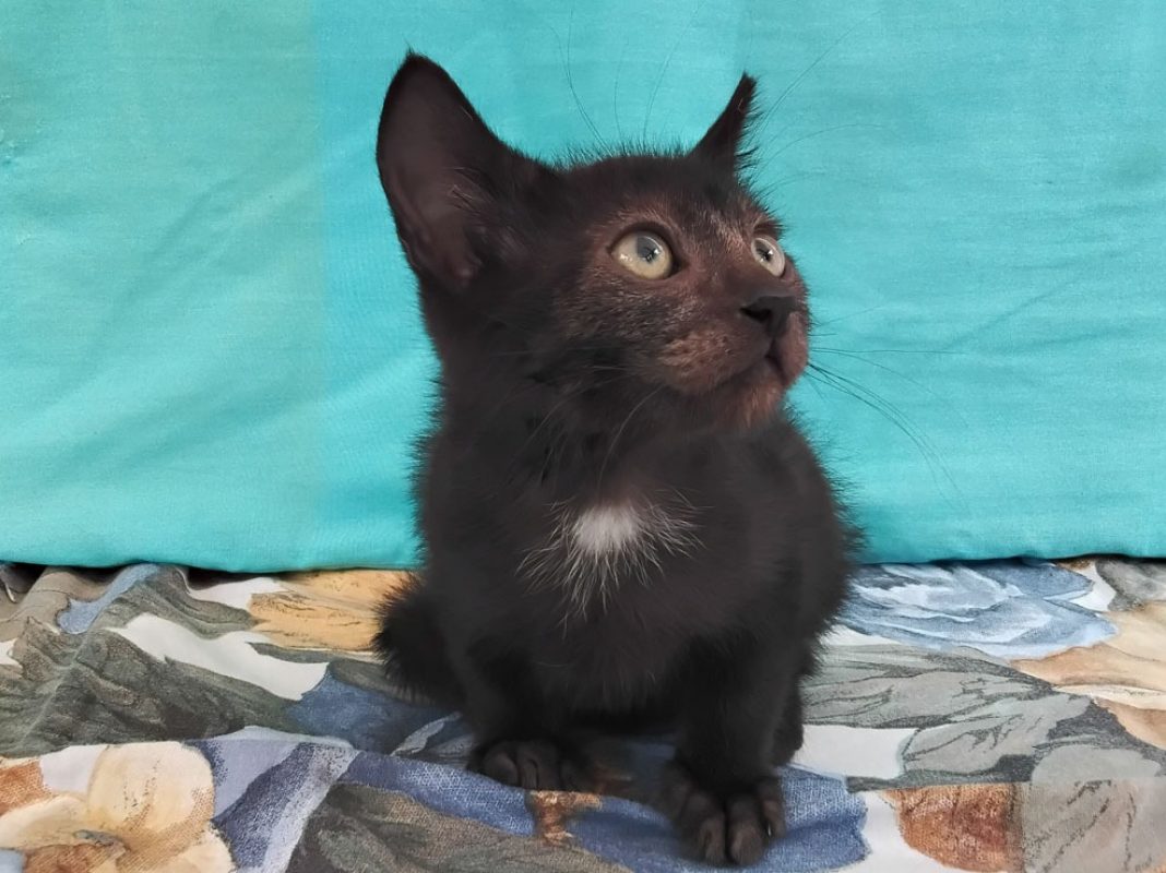 Bédouze - Chat Européen à adopter - photo 2