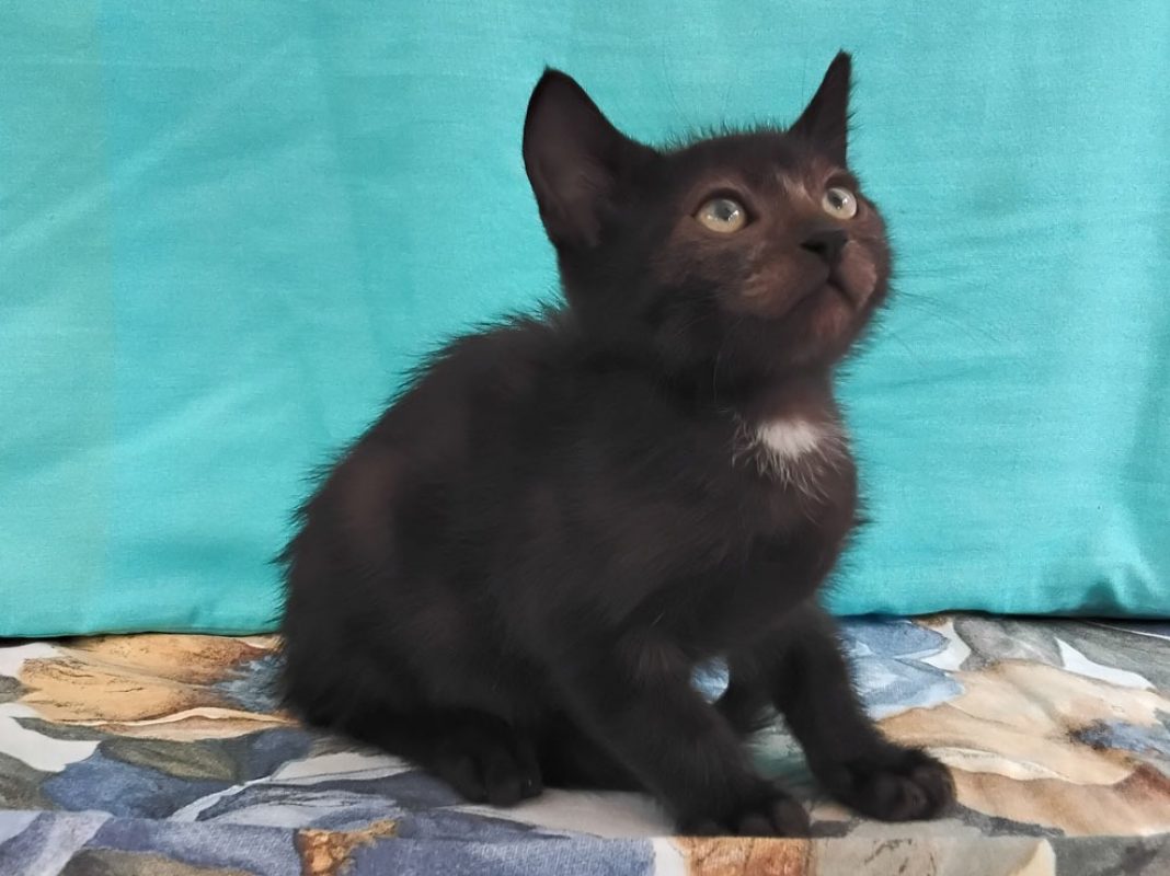 Bédouze - Chat Européen à adopter - photo 3