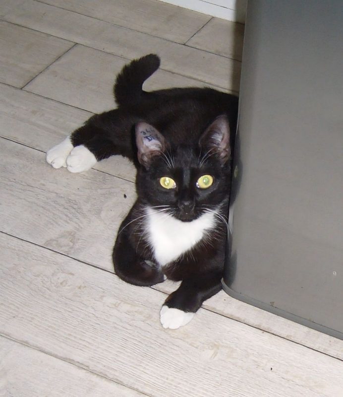 Socquette - Chat à adopter