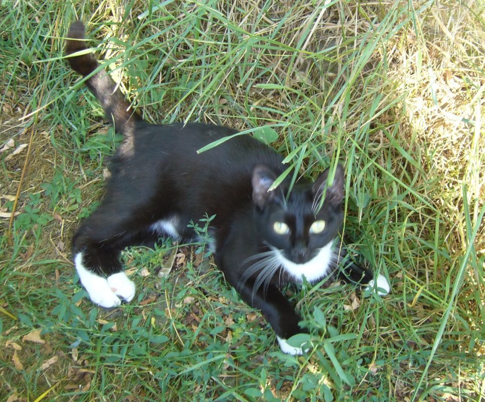 Socquette - Chat à adopter - photo 2