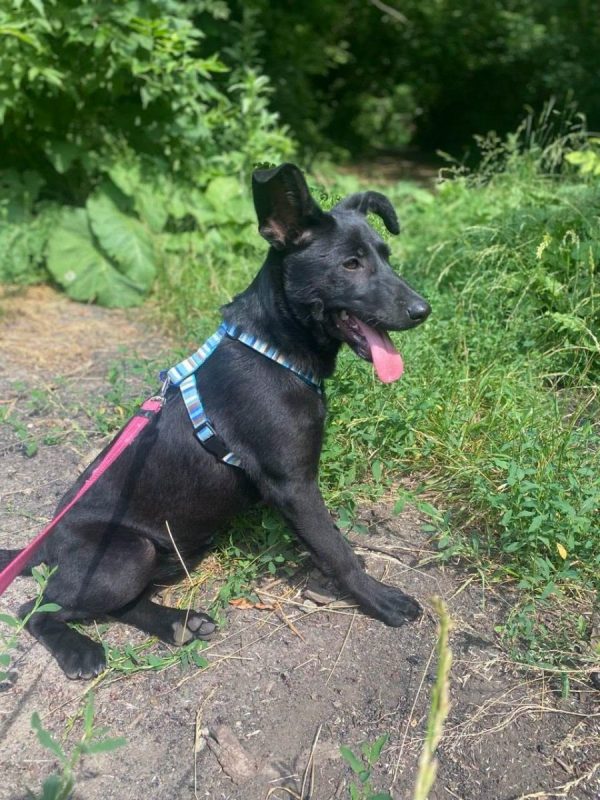SCARLET - Chien Labrador-Retriever x Kelpie à adopter - photo 3