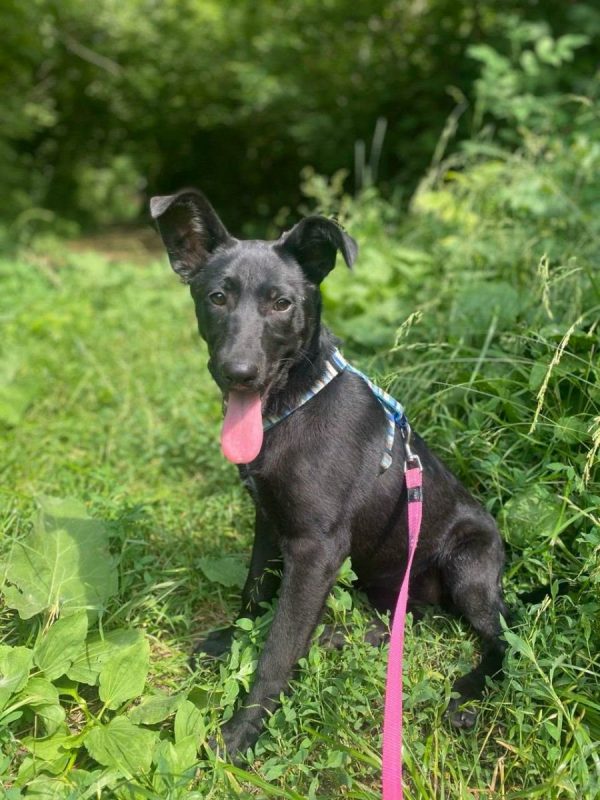 SCARLET - Chien Labrador-Retriever x Kelpie à adopter - photo 4