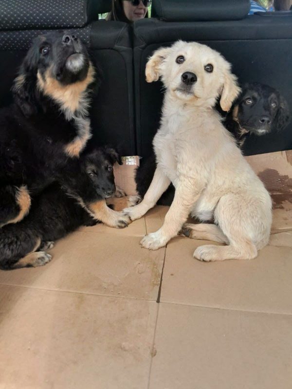 Jem - Chien Golden-Retriever x Samoyéde à adopter - photo 5