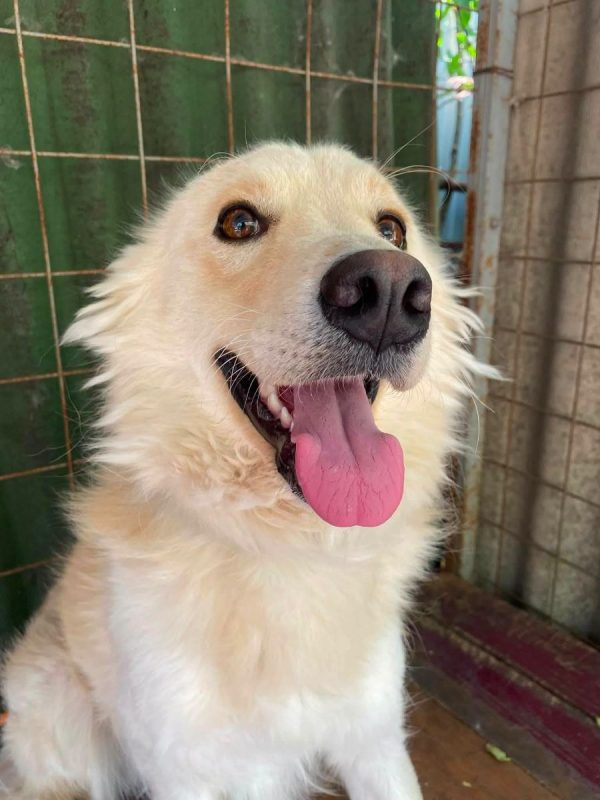 Jem - Chien Golden-Retriever x Samoyéde à adopter - photo 3