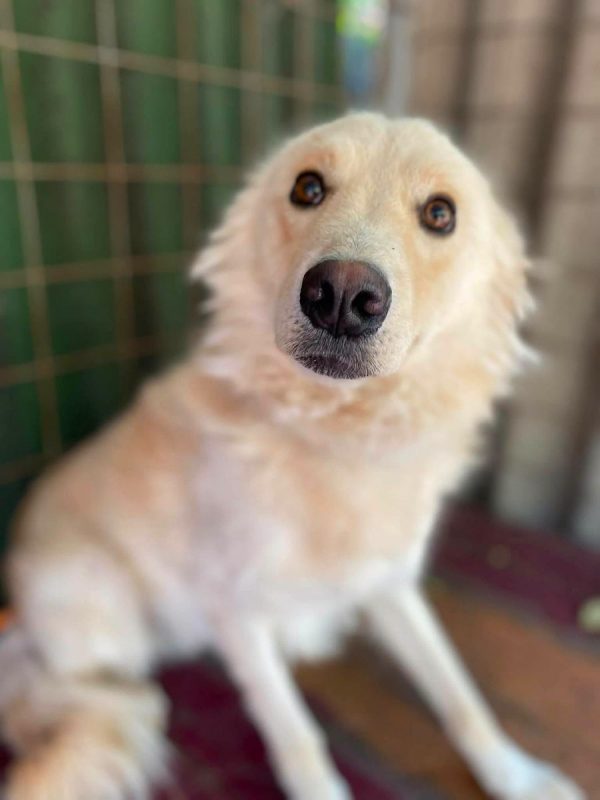Jem - Chien Golden-Retriever x Samoyéde à adopter