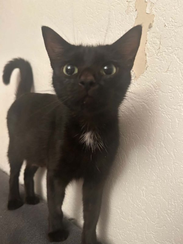 Cleopatre - Chat Européen à adopter - photo 5