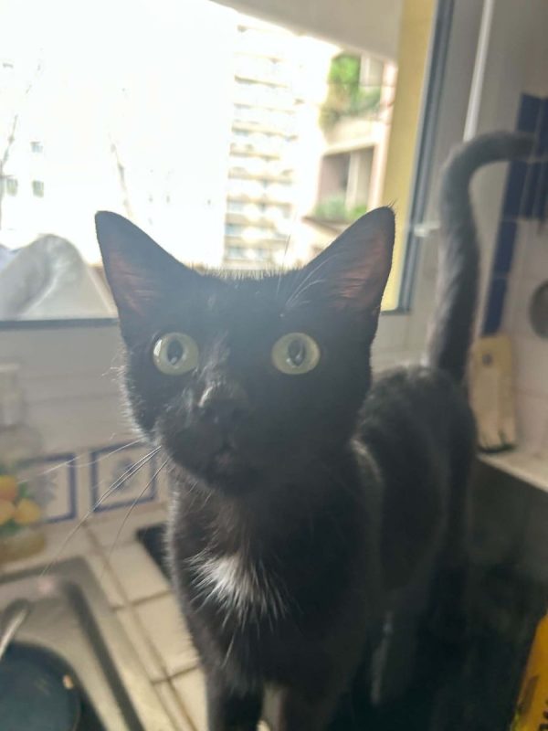 Cleopatre - Chat Européen à adopter - photo 2