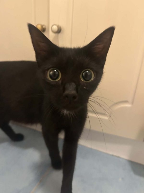 Cleopatre - Chat Européen à adopter - photo 6