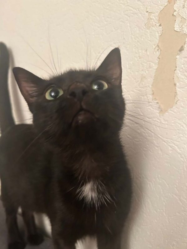 Cleopatre - Chat Européen à adopter - photo 4