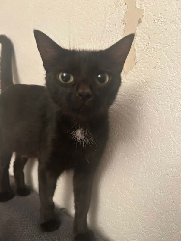 Cleopatre - Chat Européen à adopter - photo 3