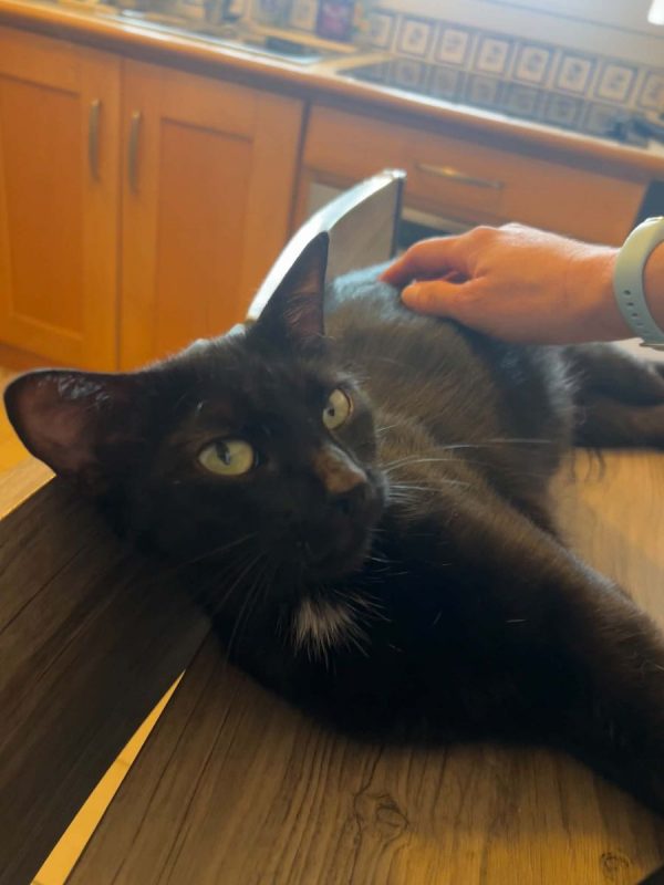 Cleopatre - Chat Européen à adopter