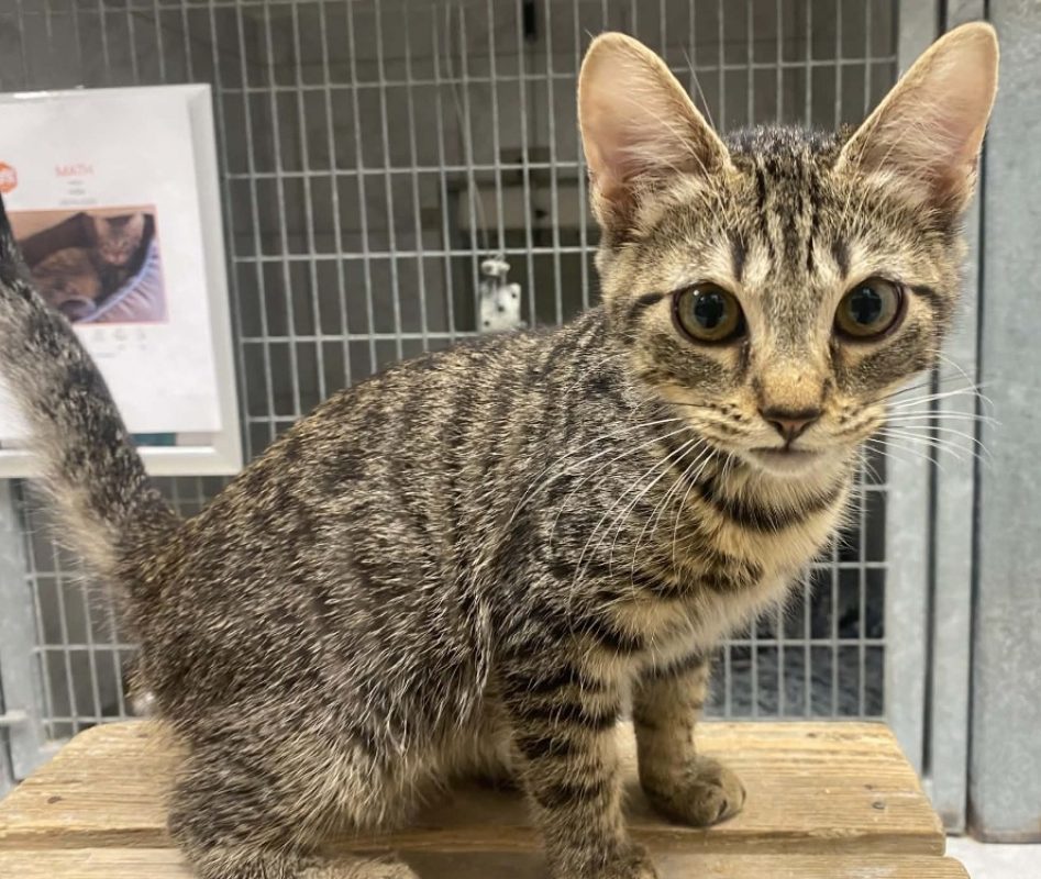 Vamesse - Chat Européen à adopter