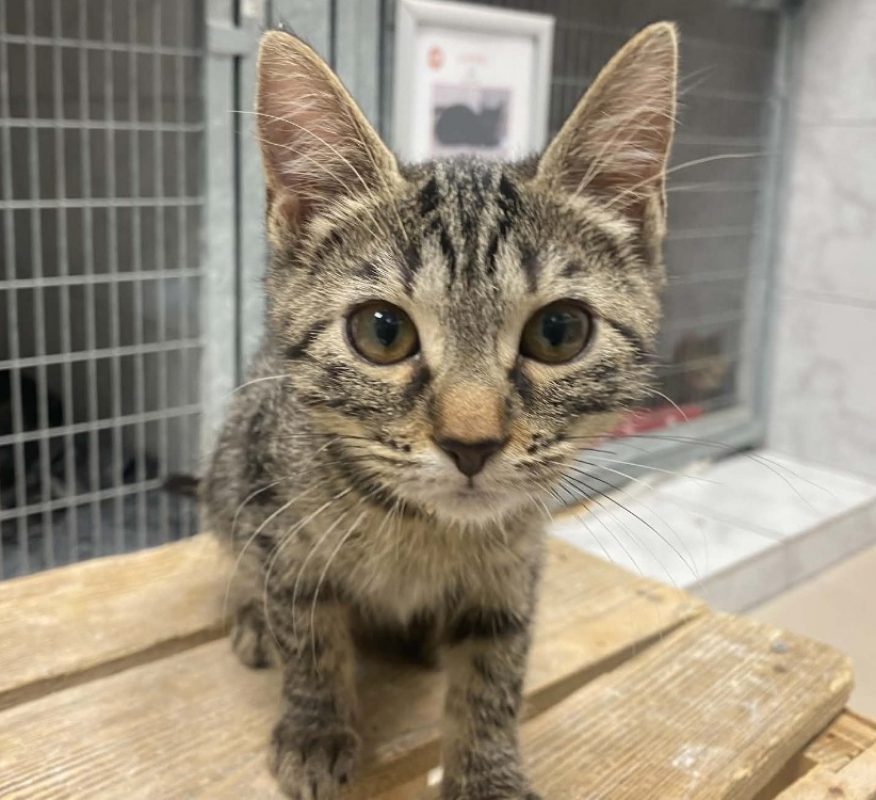 Gely - Chat Européen à adopter