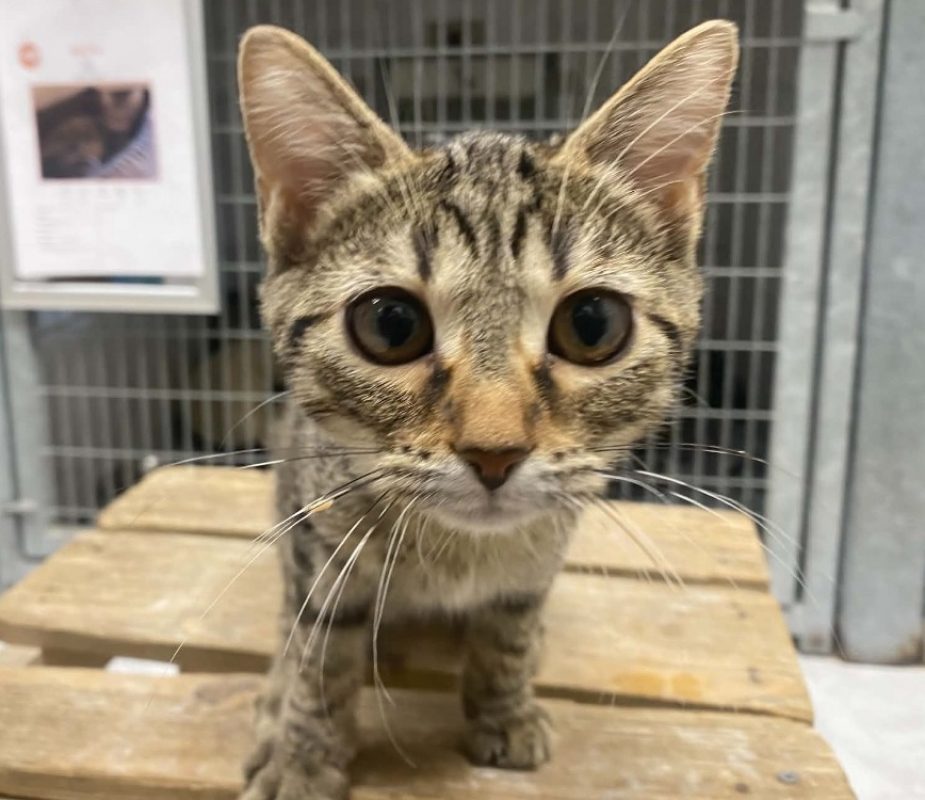 Bora - Chat Européen à adopter