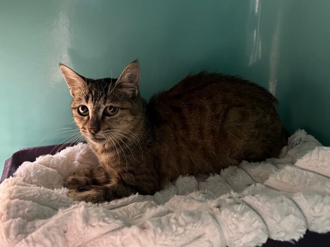 Ariel - Chat Européen à adopter