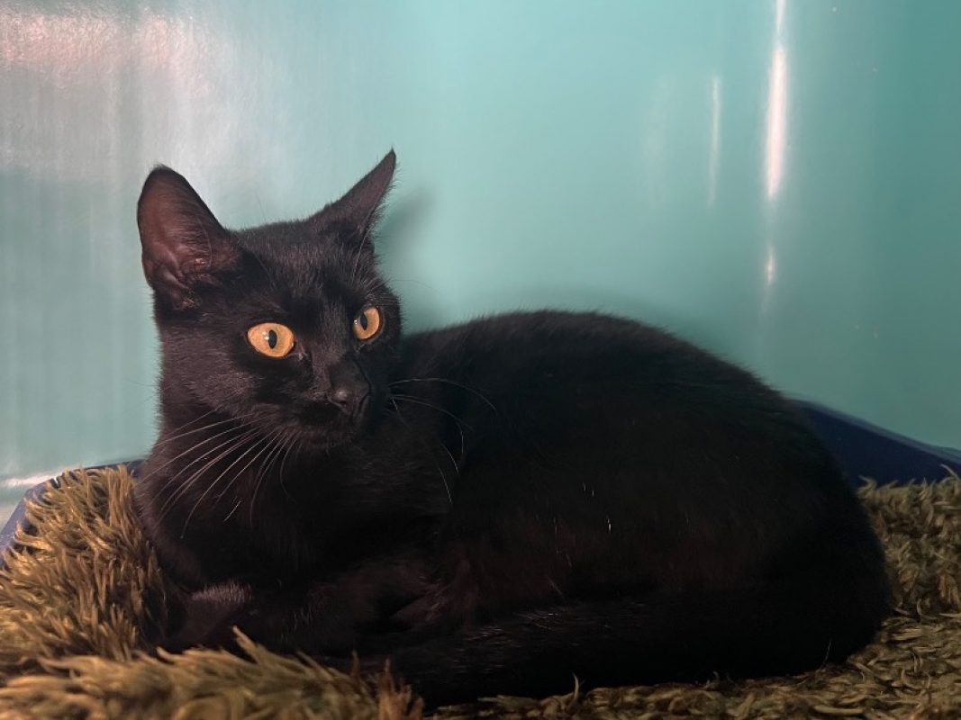Bozo - Chat Européen à adopter