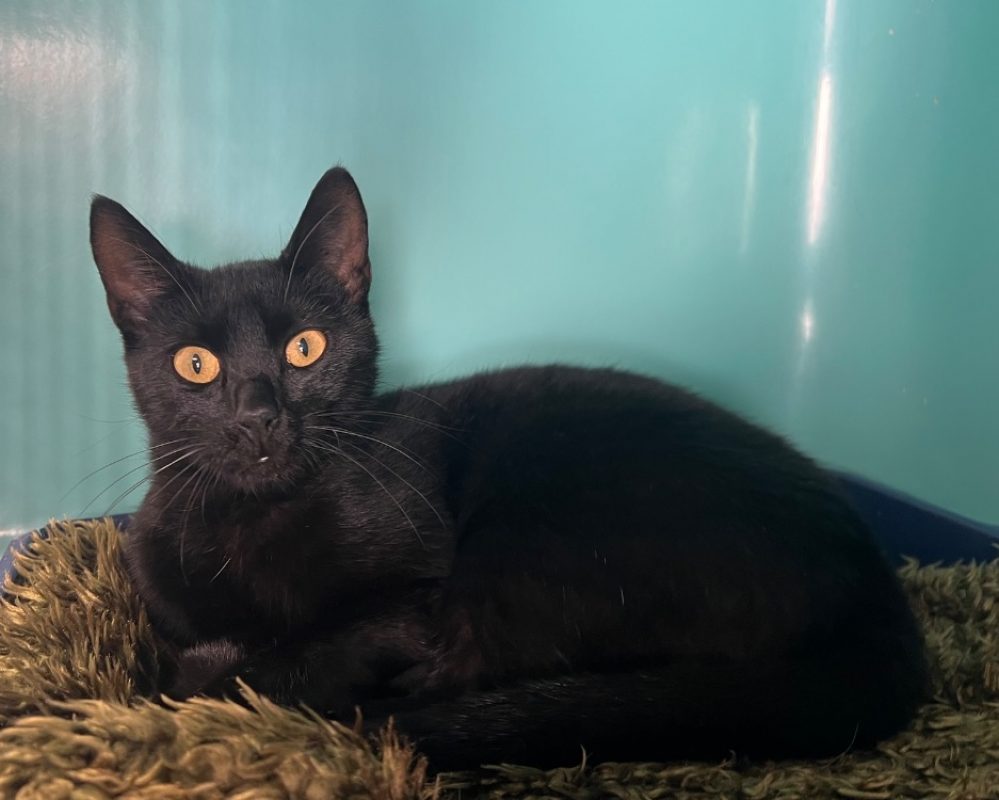 Bozo - Chat Européen à adopter - photo 2
