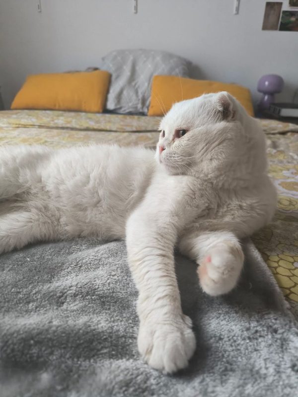 Nestor - Chat Scottish Fold à adopter