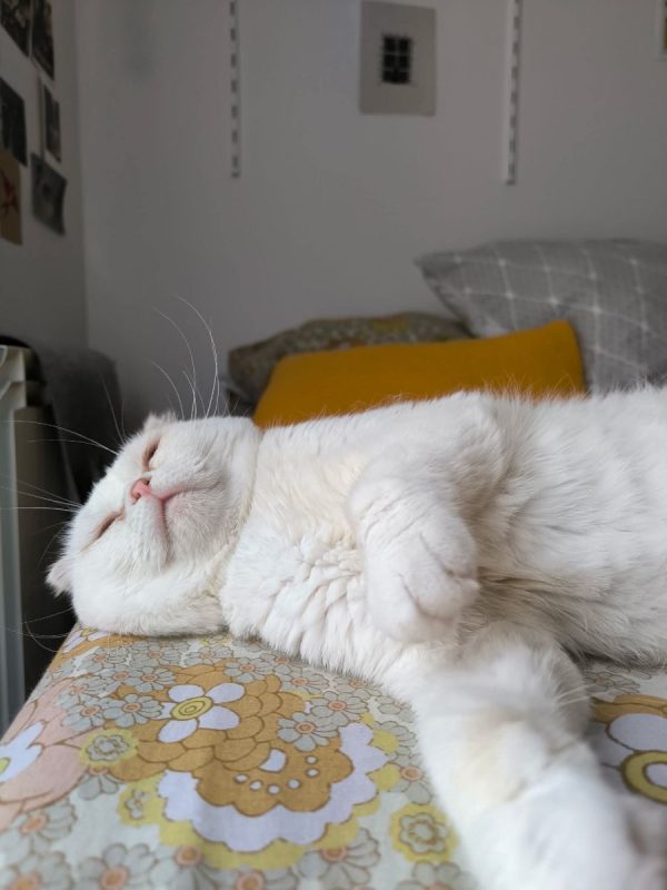 Nestor - Chat Scottish Fold à adopter - photo 7