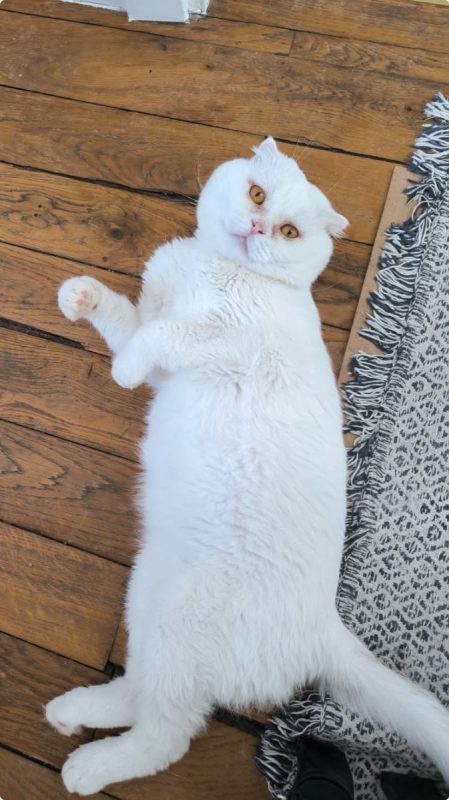 Nestor - Chat Scottish Fold à adopter - photo 8