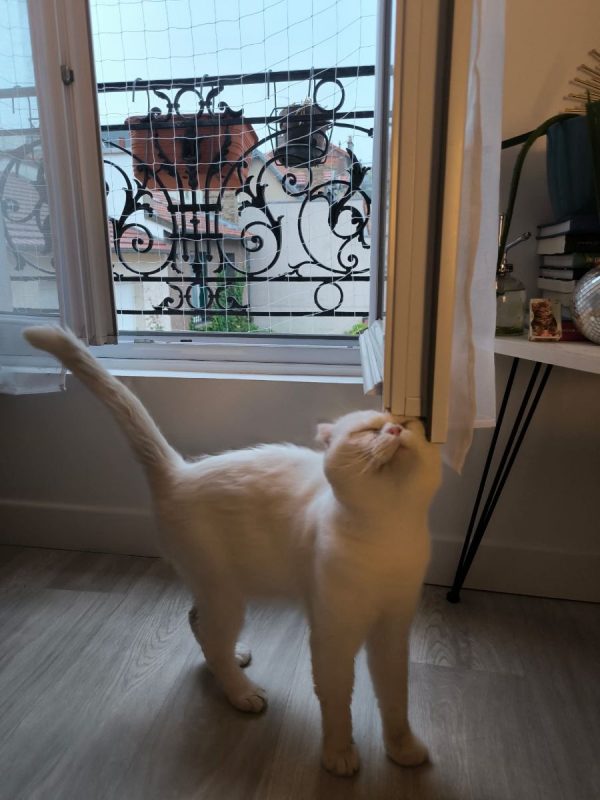 Nestor - Chat Scottish Fold à adopter - photo 4