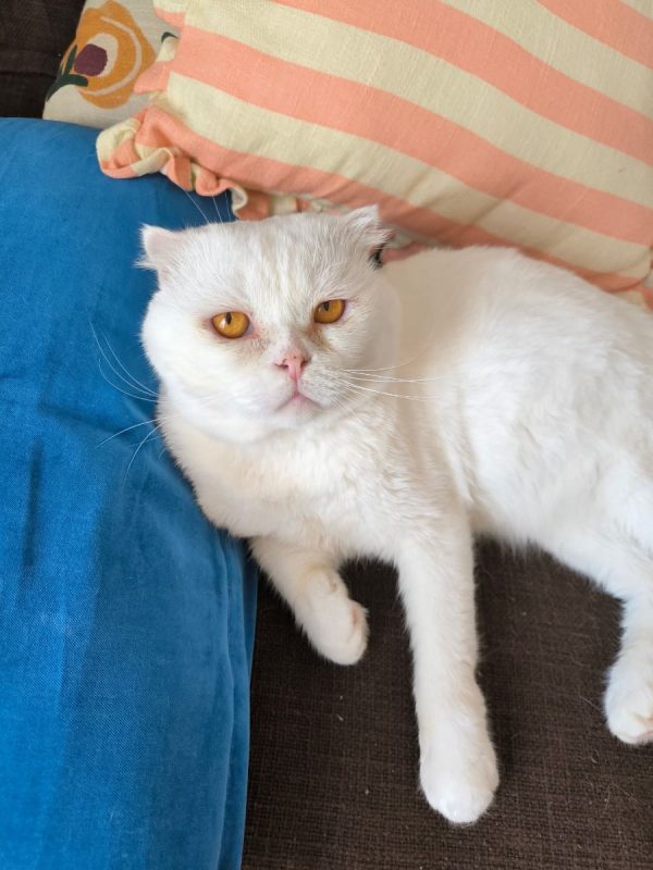 Nestor - Chat Scottish Fold à adopter - photo 3