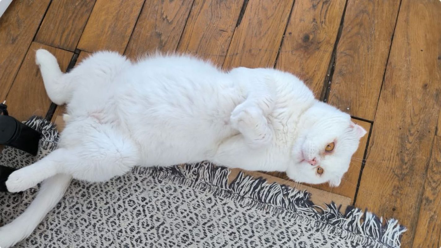 Nestor - Chat Scottish Fold à adopter - photo 5