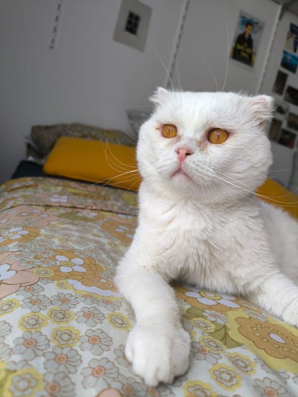 Nestor - Chat Scottish Fold à adopter - photo 2